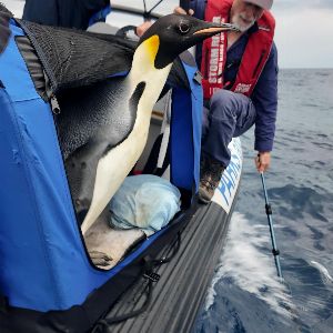 Gus, le manchot empereur retrouvé sur une plage australienne après un incroyable voyage