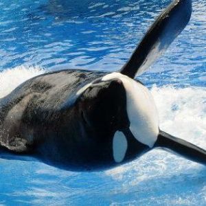 "Marineland d’Antibes prévoit de transférer ses deux dernières orques vers un parc japonais"