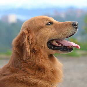 "Guide : comment aider son chien en surpoids à retrouver la forme ?"