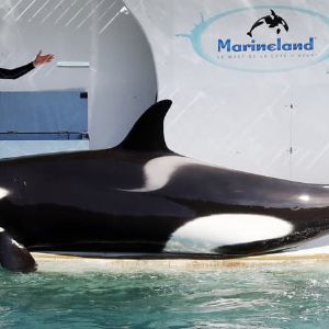 Le gouvernement français bloque le transfert des dernières orques de Marineland vers le Japon