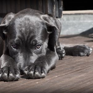 Les 10 meilleurs prénoms en O pour votre chien !