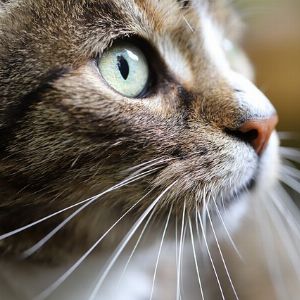 Prénoms pour chat : le top des noms en P pour votre félin !