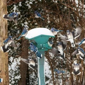 Protégeons nos petits voisins sauvages en hiver