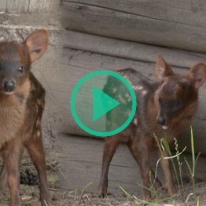 Espèce menacée : Naissance rare d'un faon pudu en Argentine - Un espoir pour sa survie