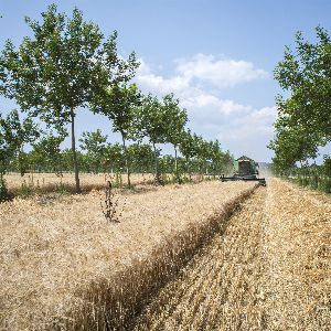 L'agroforesterie : une approche innovante pour une agriculture durable