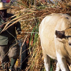 Les Antilles françaises, un laboratoire pour les accords commerciaux : l'exemple du Mercosur