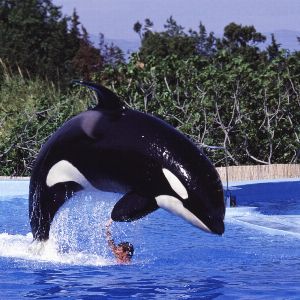 Orques de Marineland : Pourquoi la France refuse leur transfert vers le Japon