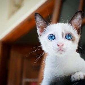 Quel prénom en Q choisir pour son chat ?