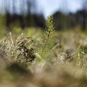 Rendre les forêts plus résilientes : l'importance de la diversité