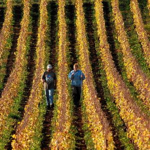 Découvrez les champagnes d'exception des vignerons indépendants