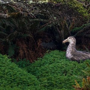 Deux Français parmi les 25 plus belles photos nature de l’année