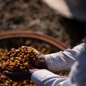 Hausse historique du cours du café arabica en raison de la sécheresse et des tensions géopolitiques