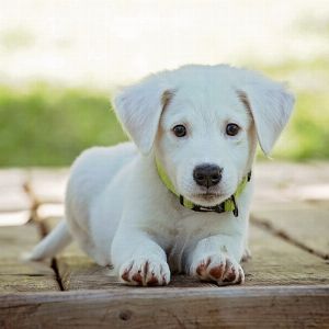 Idées de prénoms pour chien commençant par la lettre S