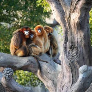 Le zoo de Beauval accueillera trois singes dorés prêtés par la Chine en 2025