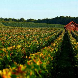 Les grandes maisons de champagne : de Lallier à Veuve Clicquot