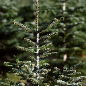 Quand acheter son sapin de Noël pour le conserver frais jusqu'aux fêtes?