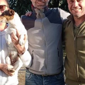 "Retrouvaille inattendue : un Jack Russell retrouvé 100 km plus loin après sept mois de disparition"