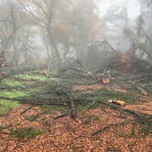 Tempête Bert : dévastation au parc de Parilly, réouverture retardée