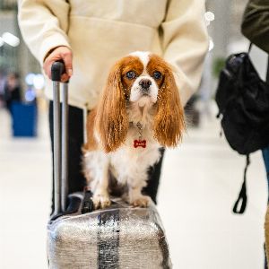 "Transport d'animaux par avion : enjeux et sécurité à l'aéroport de Roissy"