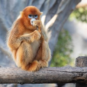 ZooParc de Beauval : Arrivée prochaine des singes dorés, une première en Europe