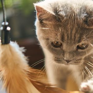 Idées de prénoms en "S" pour chat : 10 suggestions originales et élégantes