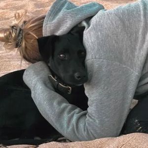 La chienne retrouvée après s'être échappée de l’aéroport Roissy-Charles-de-Gaulle