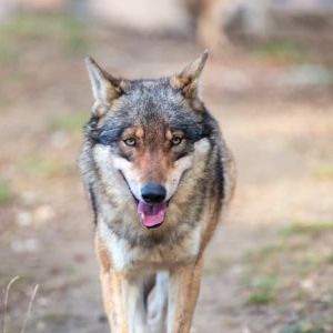 Présence de loups enregistrée dans la calanque de Sormiou : un document sonore suscite des questions