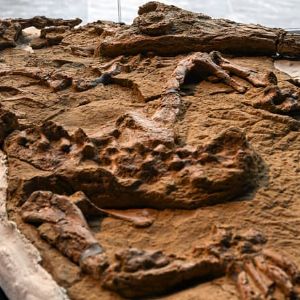 Rare fossile de crocodile marin découvert au Pérou, datant de plus de 10 millions d'années