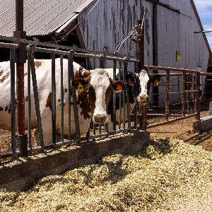 Une solution révolutionnaire pour réduire les émissions de méthane des vaches