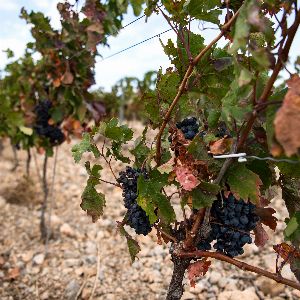 Baisse historique de la production mondiale de vin en 2024, la France en recul notable