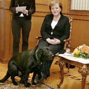 "Excuses de Poutine à Merkel pour l'épisode du labrador, 17 ans après"