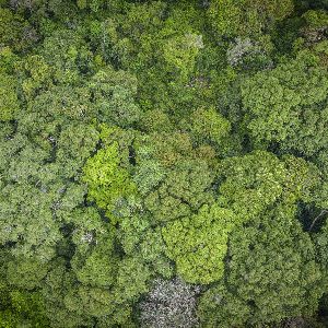 Gérer la forêt avec notre savoir écologique pour la protéger