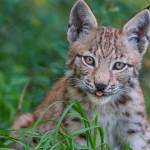 Un chasseur abat accidentellement trois lynx au lieu de loups