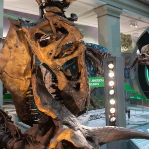 Comment les dinosaures ont conquis le monde selon des excréments fossilisés