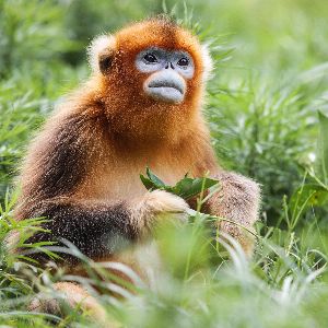 La Chine prête des singes dorés à la France pour renforcer son influence internationale