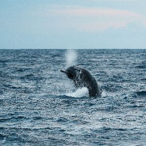 Plongée acoustique à la recherche des cachalots perdus en Méditerranée au large de Toulon