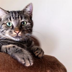 Prénoms de chats en U : 10 idées originales pour un compagnon unique