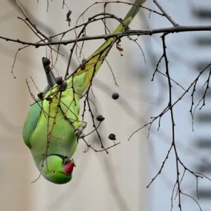 Sauvetage de plus de 100 oiseaux maltraités dans une villa d'Antibes