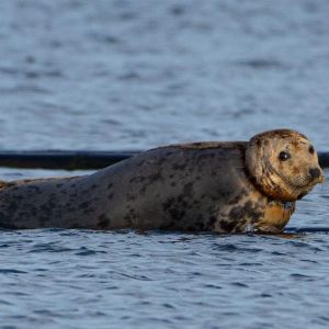 Sauvetage urgent d'un phoque étranglé à Brest : Sea Shepherd lance une cagnotte