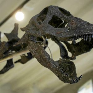 Les secrets des dinosaures révélés par leurs excréments fossilisés