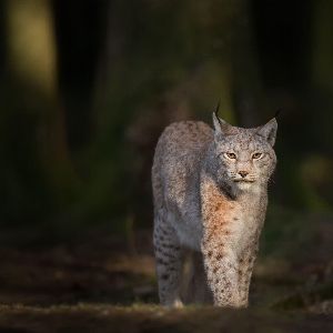 "Chasseur tue par erreur trois lynx au lieu de loups en Suisse"