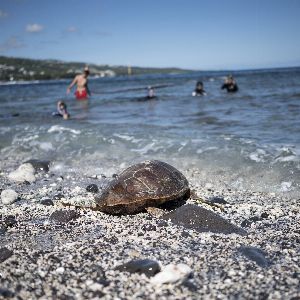 Formation aux premiers secours pour les pêcheurs d'espadon sauveurs de tortues à La Réunion