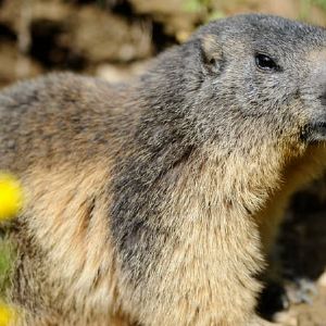 Interdiction de la chasse à la marmotte : proposition de loi déposée par un député LFI