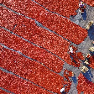 "Traçage de sauce tomate impliquant le travail forcé des Ouïghours jusqu'aux supermarchés européens"