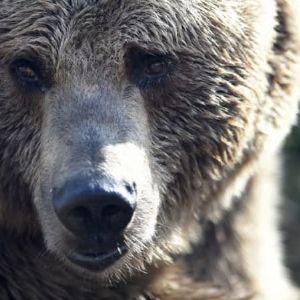 Un ours abattu après avoir dévalisé un supermarché au Japon