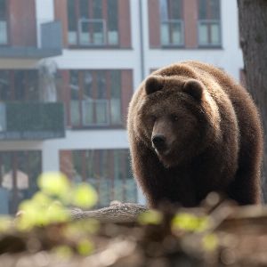 Un ours sème la panique dans un supermarché japonais avant d’être abattu