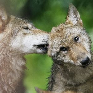 Abaissement du statut de protection du loup en Europe : une décision politiquement contestée