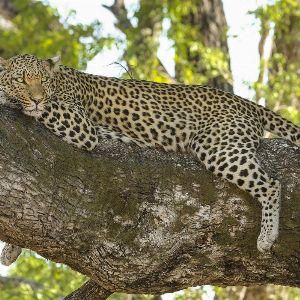 Gendarmes alertés pour un léopard surprenant en peluche