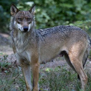 Nouveau statut de protection du loup en Europe : impact du déclassement voté par l'UE