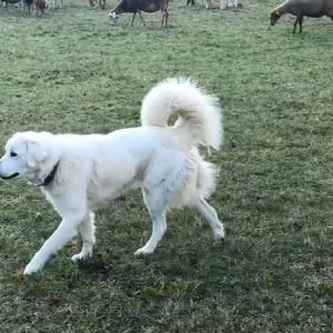 Une joggeuse attaquée par un patou à Eygliers